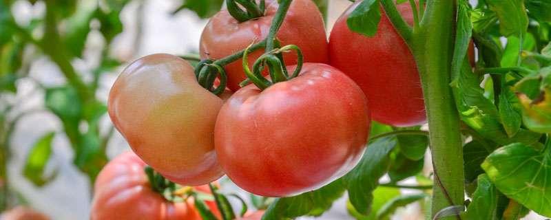 西红柿多久浇一次水 西红柿几天浇水一次