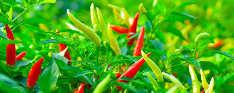 辣椒的功效与作用及营养价值（辣椒的功效与作用以及营养价值）