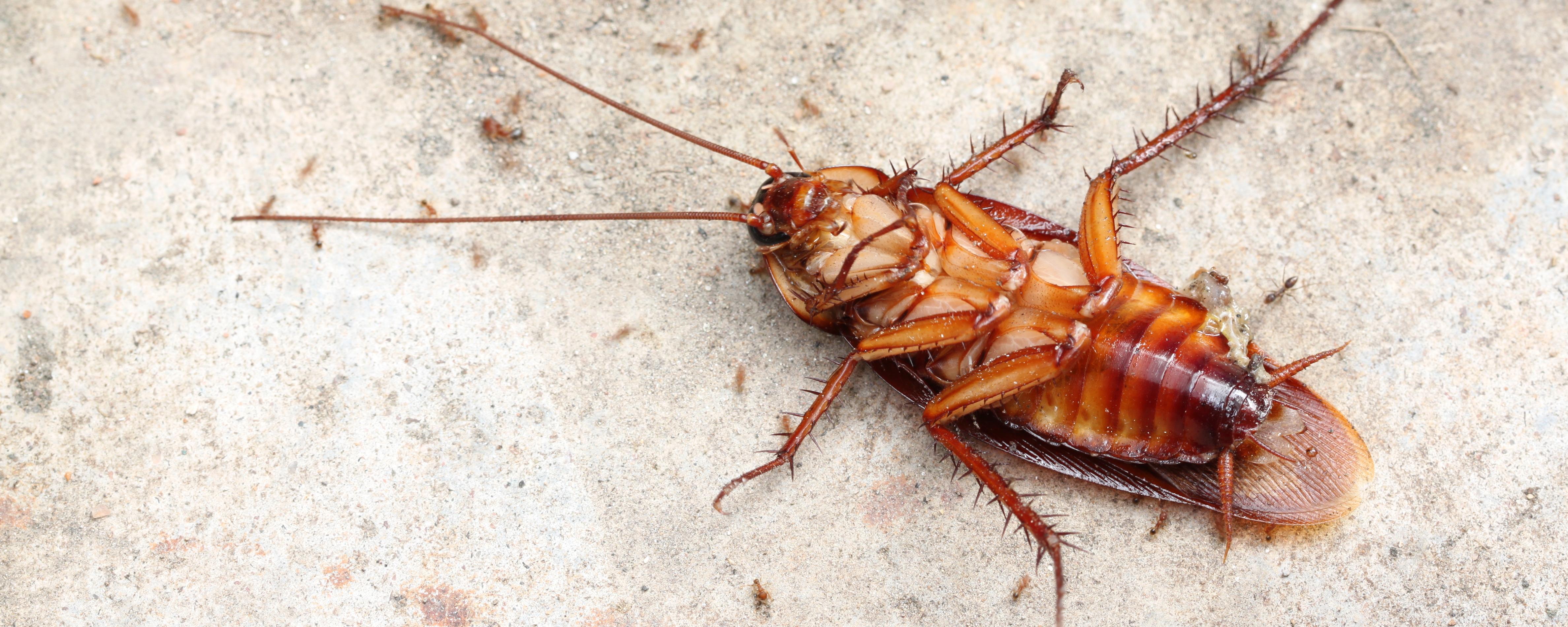 蟑螂一般几月份消失 蟑螂几月出现