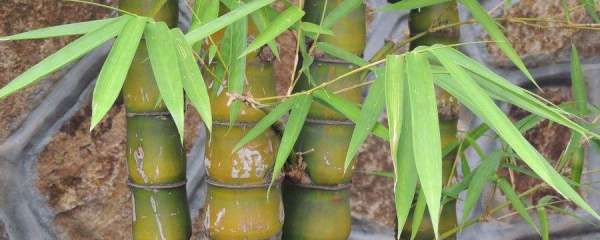 佛肚竹种子怎么培育发芽