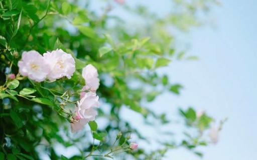 粉色蔷薇花的花语是什么