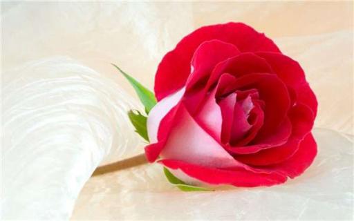 玫瑰花一年开几次（玫瑰花一年开几次花?）