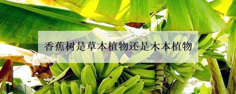 香蕉树是草本植物还是木本植物 香蕉树草本植物还是木本植物?为什么?