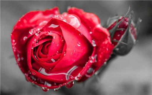 玫瑰花多久浇一次水