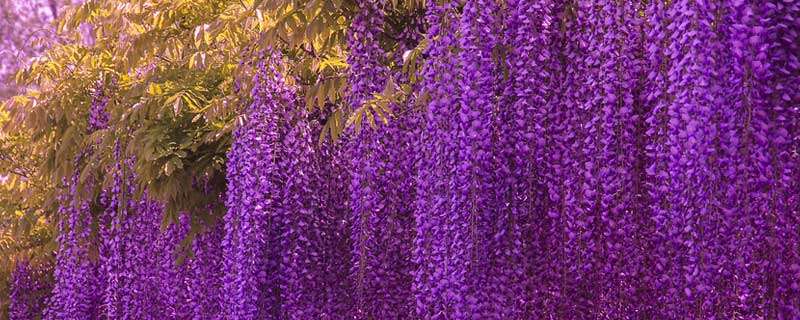 紫藤花几月份开花
