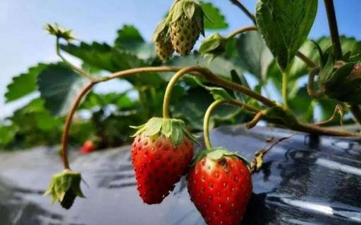 草莓是多年生草本植物