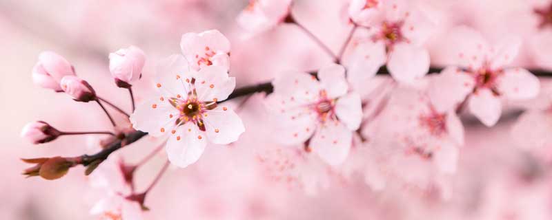 樱花为什么是日本的国花 樱花为什么是日本的国花和民族精神的象征