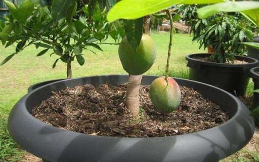 北方芒果盆栽种植方法 应该如何种植