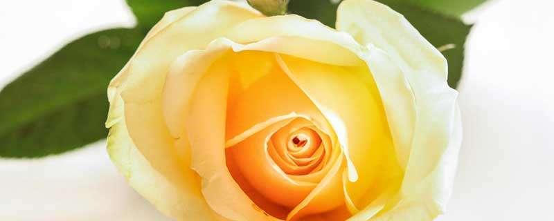 黄色玫瑰寓意和花语