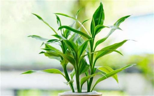 竹类植物的观赏价值 有哪些用途