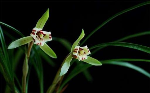 什么花最香最持久 盘点6种最香花卉