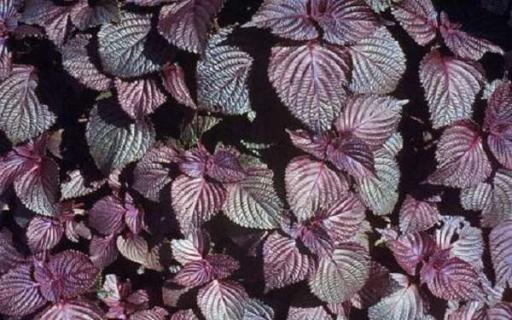 盆栽紫苏只能活一年么 是一年生植物吗