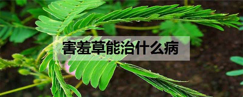 害羞草能治什么病