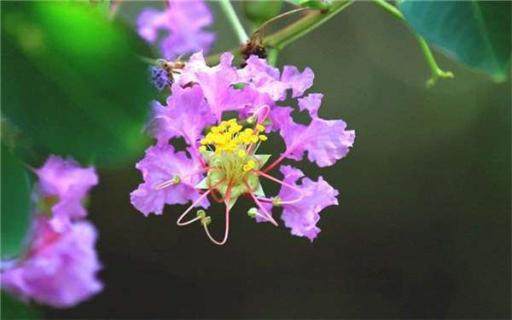 种紫薇树的禁忌有哪些 适合种在家里吗