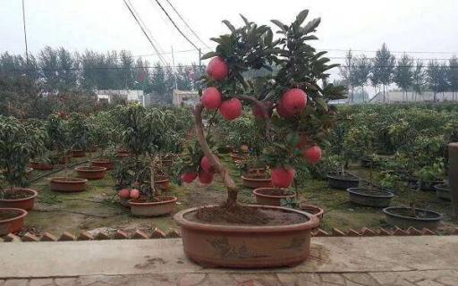 苹果树盆栽叶子干焦怎么办