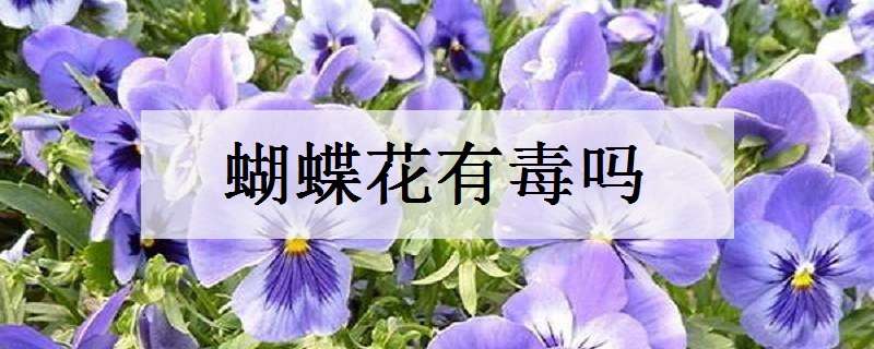 蝴蝶花有毒吗（蝴蝶花有毒吗可以养在室内吗）