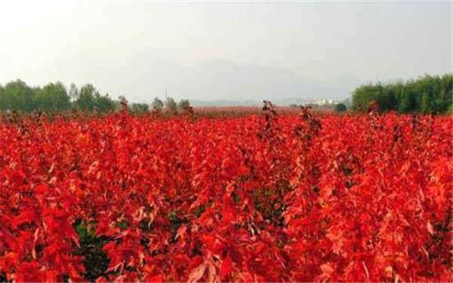红枫种子多少钱一斤