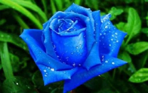 蓝玫瑰适合送什么人 有哪些不同的寓意