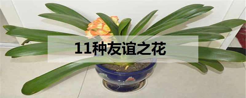 11种友谊之花