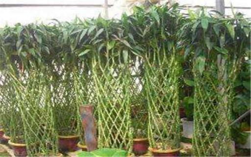 富贵竹水养技巧 富贵竹水养快速生根法