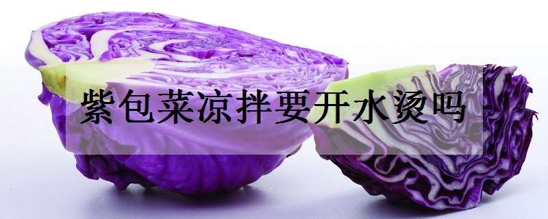 紫包菜凉拌要开水烫吗 紫包菜凉拌要开水烫吗紫甘蓝怎么做才好吃
