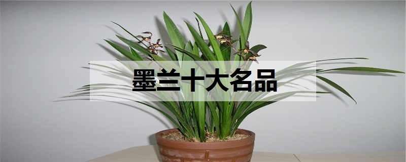 墨兰十大名品