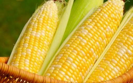 玉米靠什么传播种子 传播方式有哪些