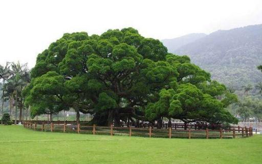 榕树养殖方法及注意事项 养护技巧有哪些
