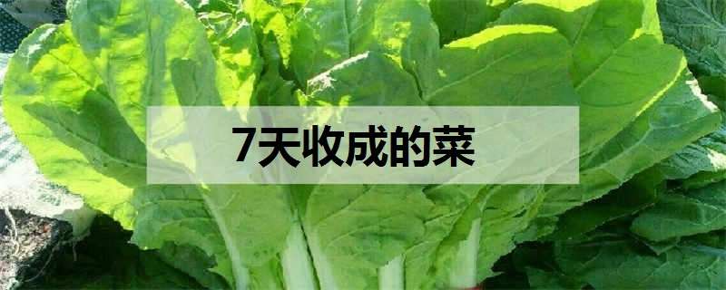 7天收成的菜