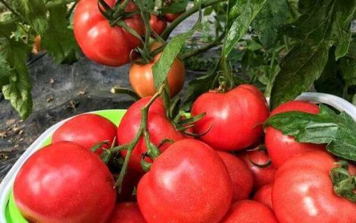普罗旺斯番茄特点 西红柿为啥叫普罗旺斯