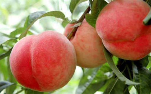 桃子最甜的品种有几种