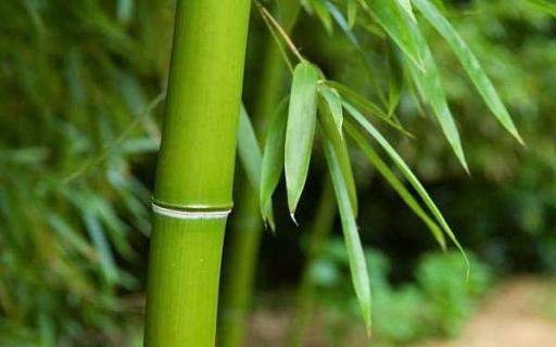 家中养竹子禁忌有哪些 家里养竹子风水好吗