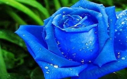 蓝玫瑰适合送什么人 有哪些不同的寓意