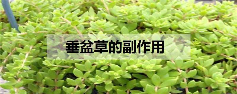 垂盆草的副作用是什么 垂盆草的副作用是什么?