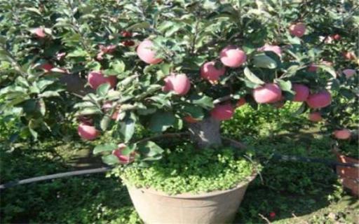 盆栽苹果树一盆多少钱 苹果树盆景价格多少