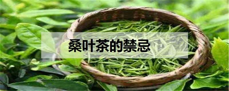 桑叶茶的禁忌