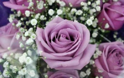 紫玫瑰的寓意有哪些 代表哪些含义