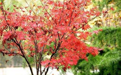 春天什么树叶是红色的 哪些树的叶子会发红