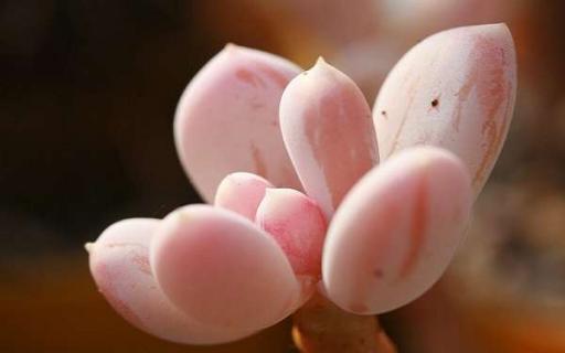 桃蛋叶插快速出芽的方法 叶插技巧有哪些