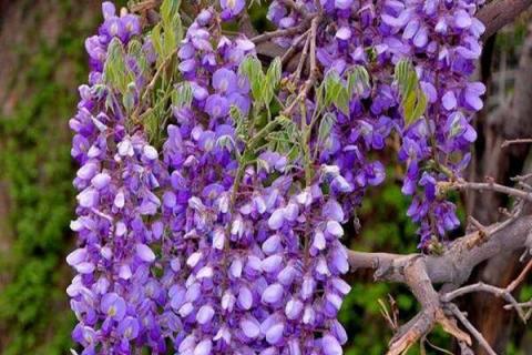4月开紫色花有哪些 哪些花卉是紫色