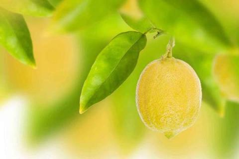 柠檬树叶子发黄怎么办 解决方法有哪些