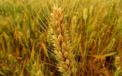 小麦和水稻的区别 小麦和水稻都是大米吗