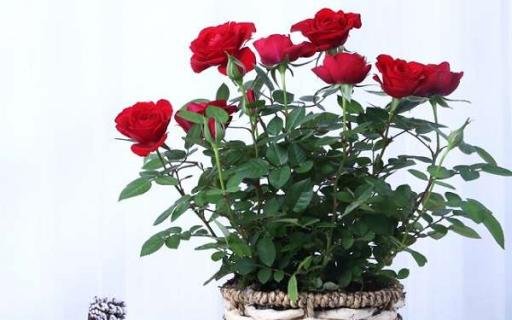 玫瑰扦插种植技巧有哪些