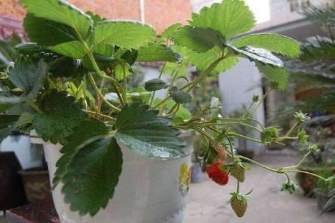 盆栽草莓冬天要怎么养 如何安全过冬