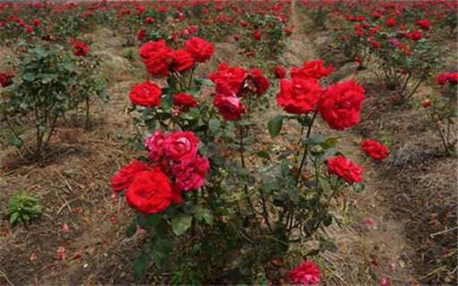玫瑰花种子怎么种植 玫瑰花种子怎么种植容易发芽