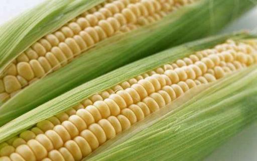 玉米靠什么传播种子 传播途径有哪些