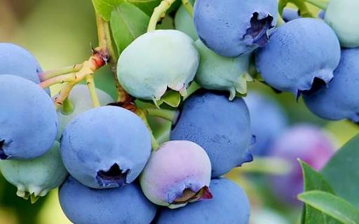 盆栽蓝莓的种植和养护方法（盆栽蓝莓怎么种植和养护）