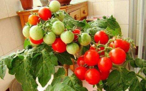 如何种植盆栽小番茄 番茄高产小窍门