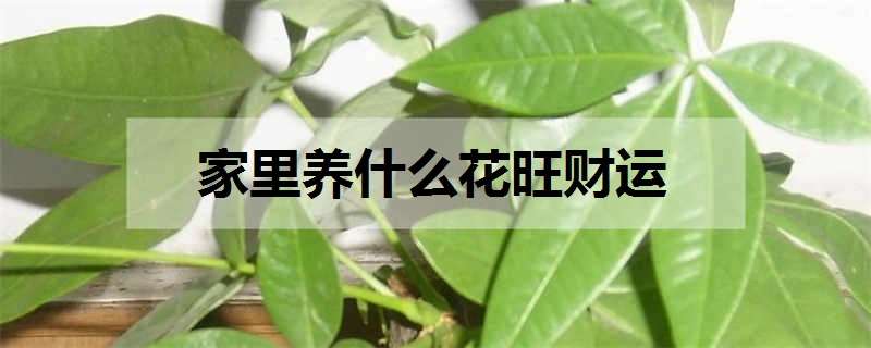 家里养什么花旺财运