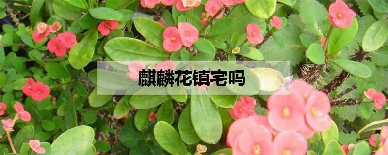 麒麟花镇宅吗